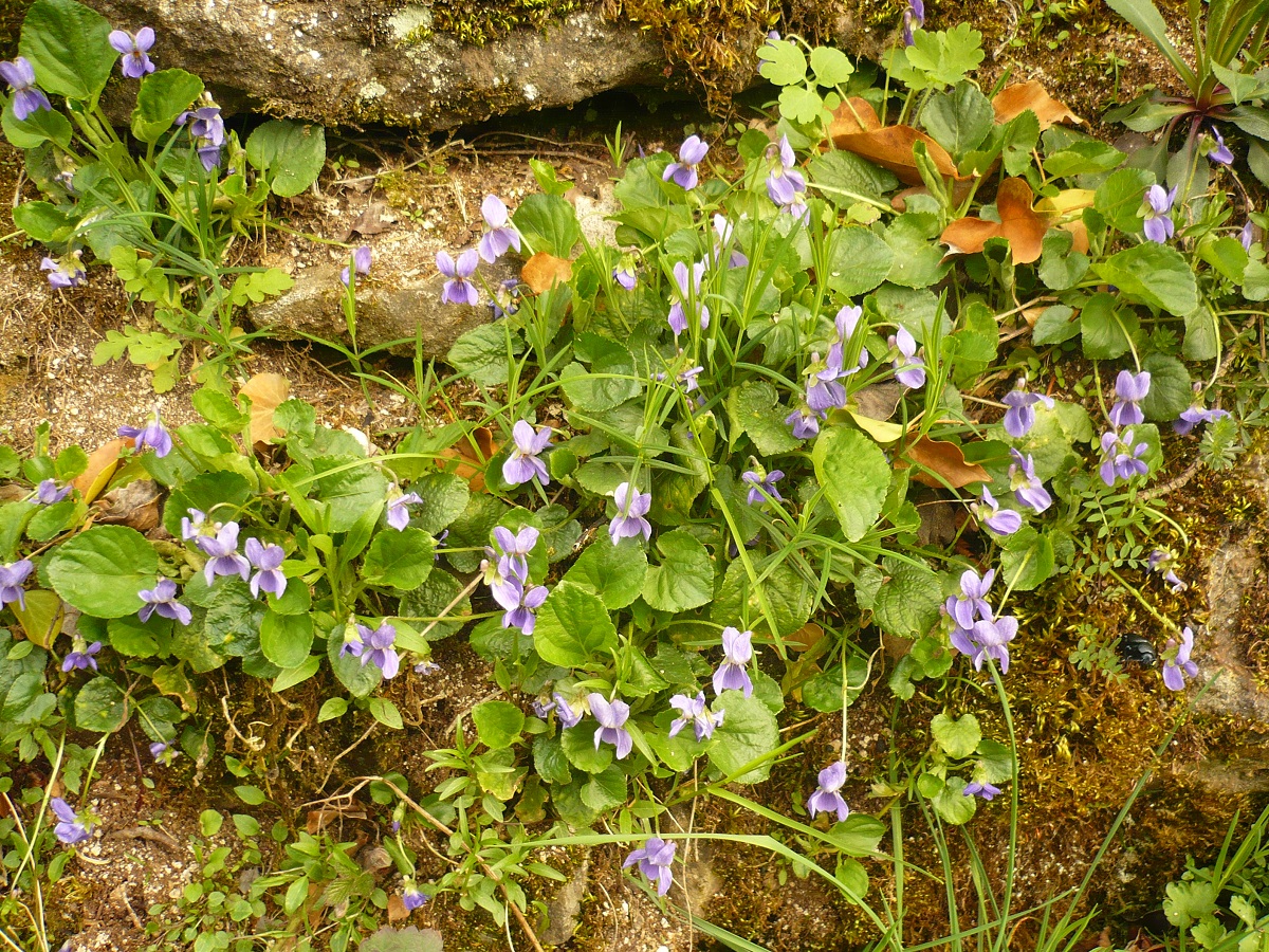 Viola odorata (Violaceae)